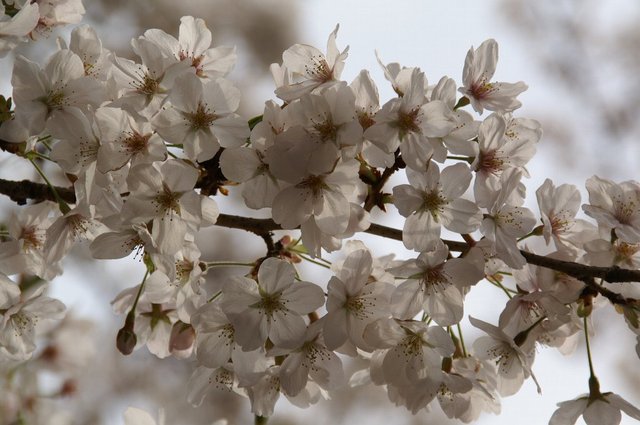 20070401_shinjukugyoen_009